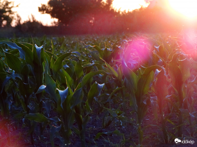 A kukorica élete - 2929