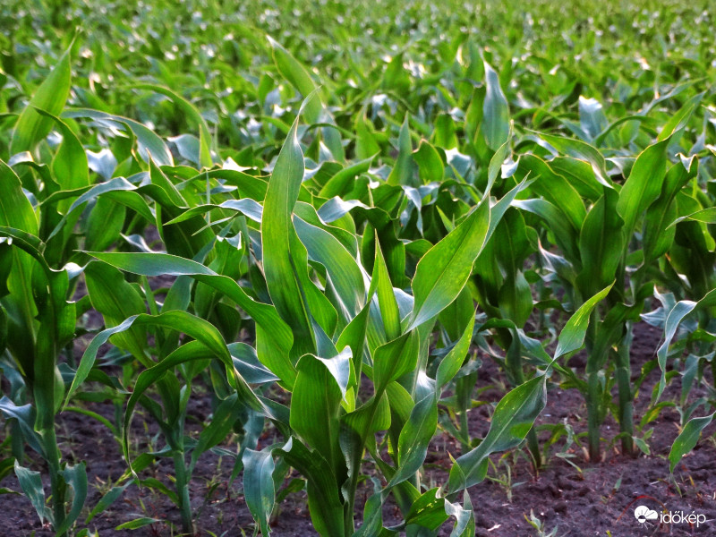 A kukorica élete - 2945