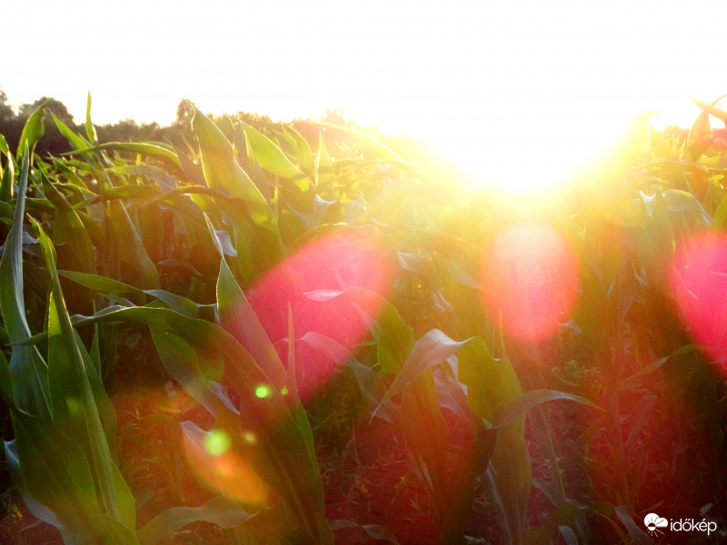 A kukorica élete - 3104