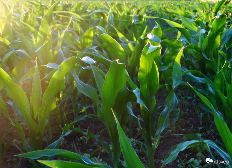 A kukorica élete - 3105