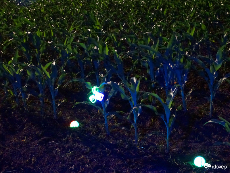 A kukorica élete - 3132