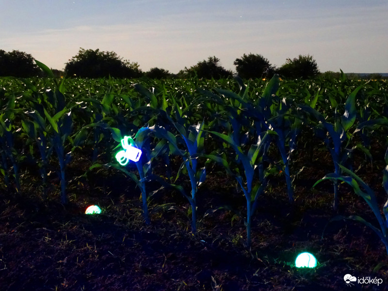 A kukorica élete - 3140