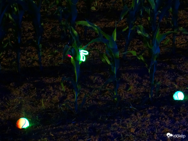 A kukorica élete - 3273