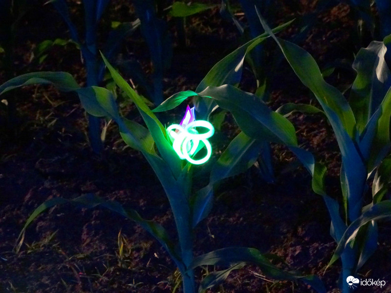 A kukorica élete - 3275