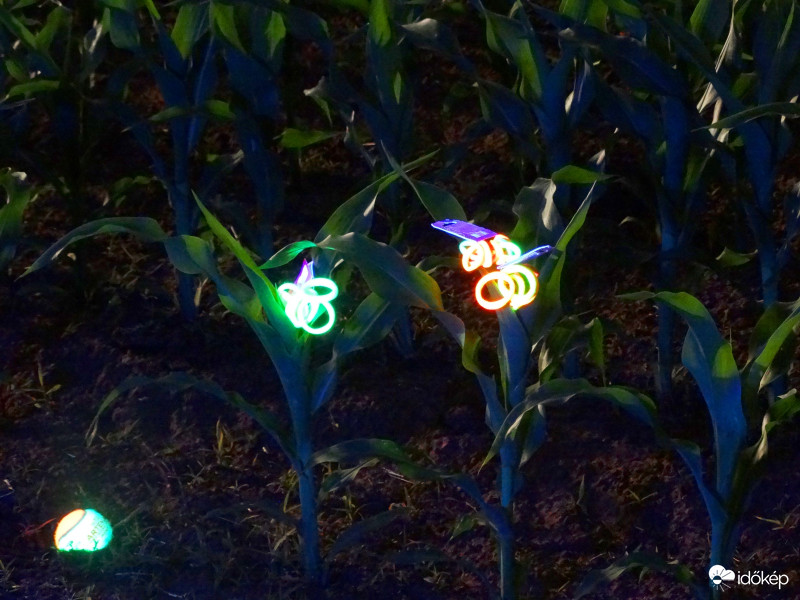 A kukorica élete - 3277