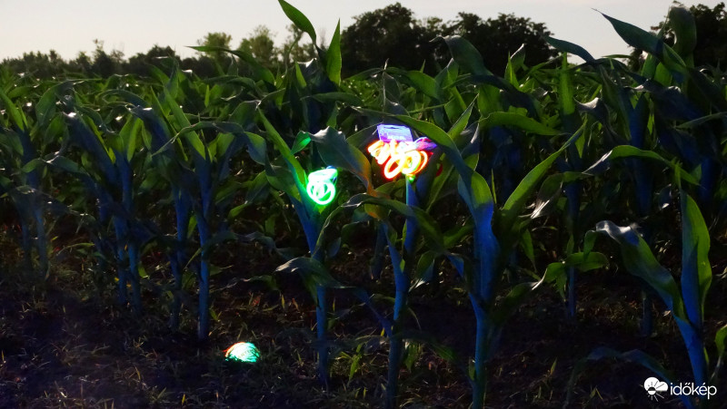 A kukorica élete - 3291