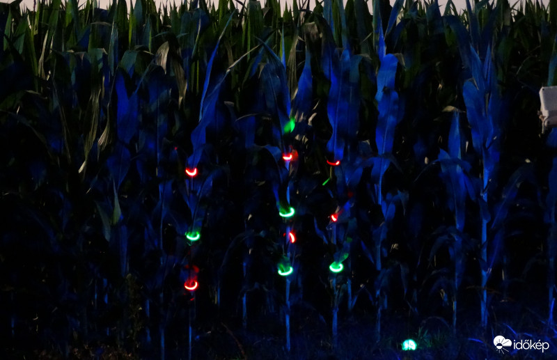 A kukorica élete - 3996