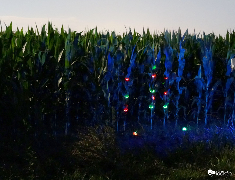 A kukorica élete - 4001