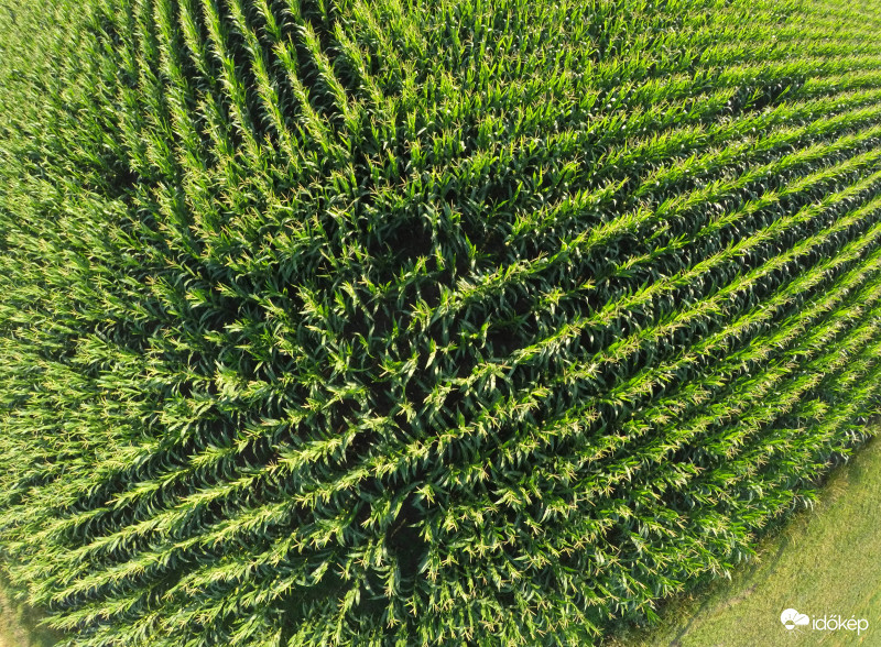 A kukorica élete - 52501