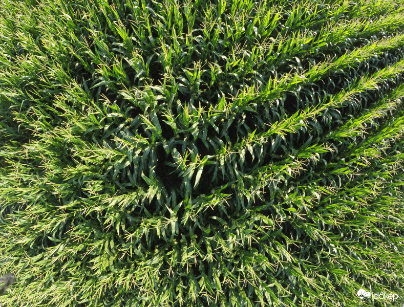 A kukorica élete - 52509