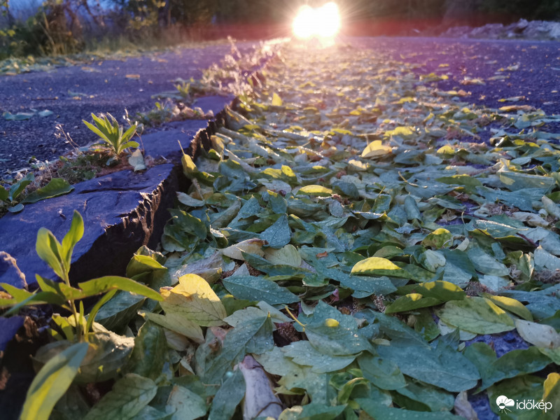 Törött faágak az utakon 2