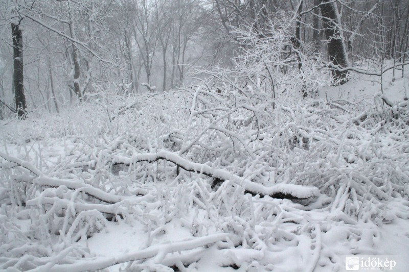 Kőris-hegy 4