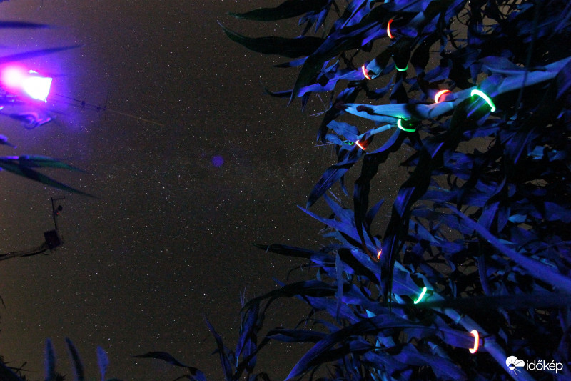 A kukorica élete - 9292