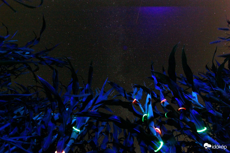 A kukorica élete - 9293