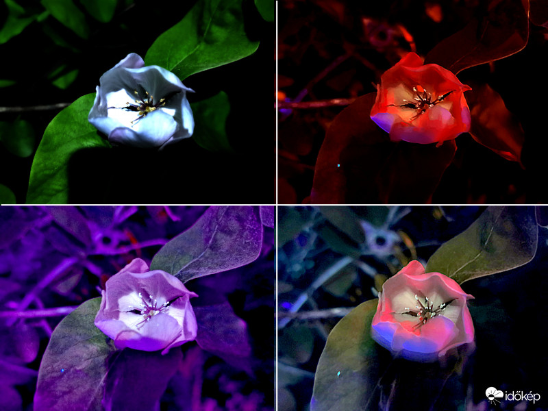 Alma virágzás UV és IR -3