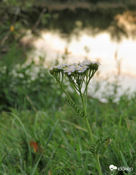 Cickafarkfű a tóparton
