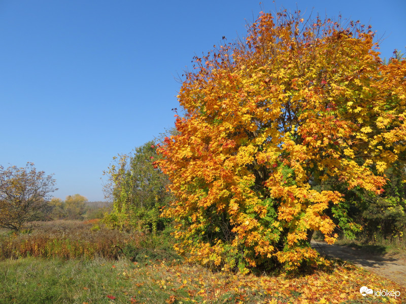 Ragyogó őszi napon