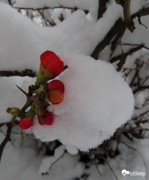 Japán birs virága behavazva