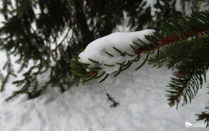 Havas fenyőág részlet :)