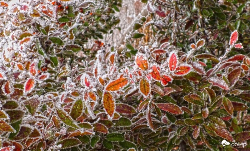 Színes levelek zúzmarában