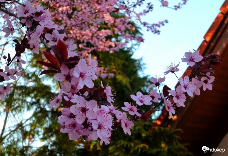 Gödöllő, 2017. 03. 31., 18:11-kor