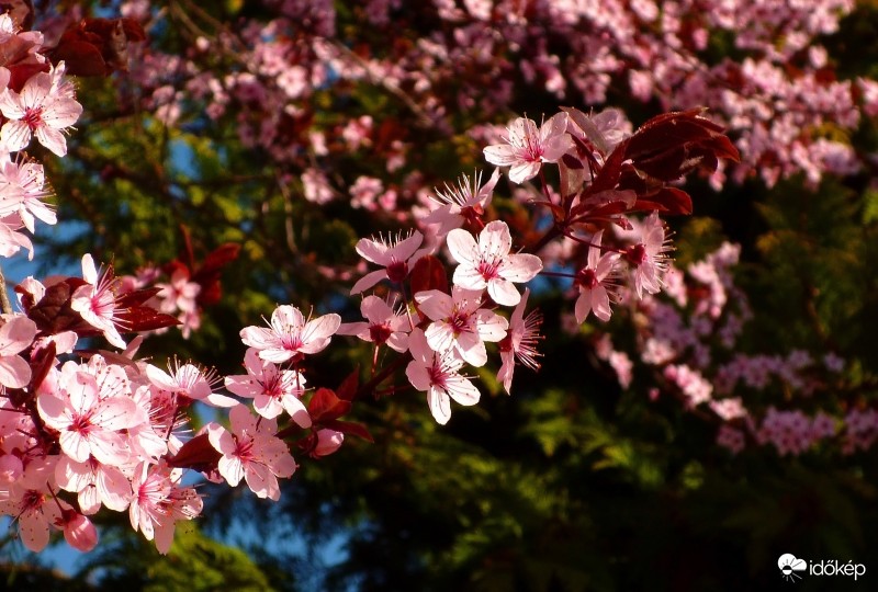 Vérszilva virágzása