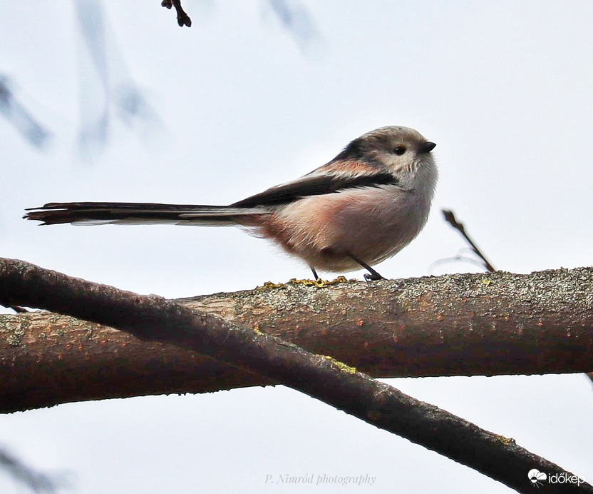 A kis örökmozgó ☺️