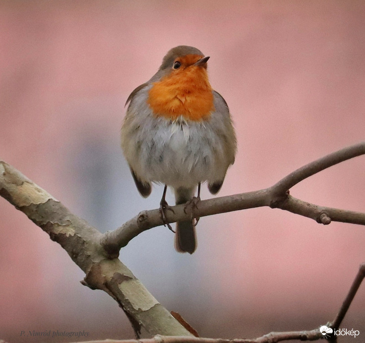 Felborzólodva☺️