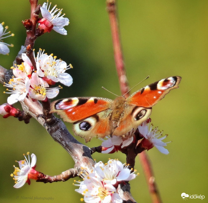 Nappali pávaszem :)