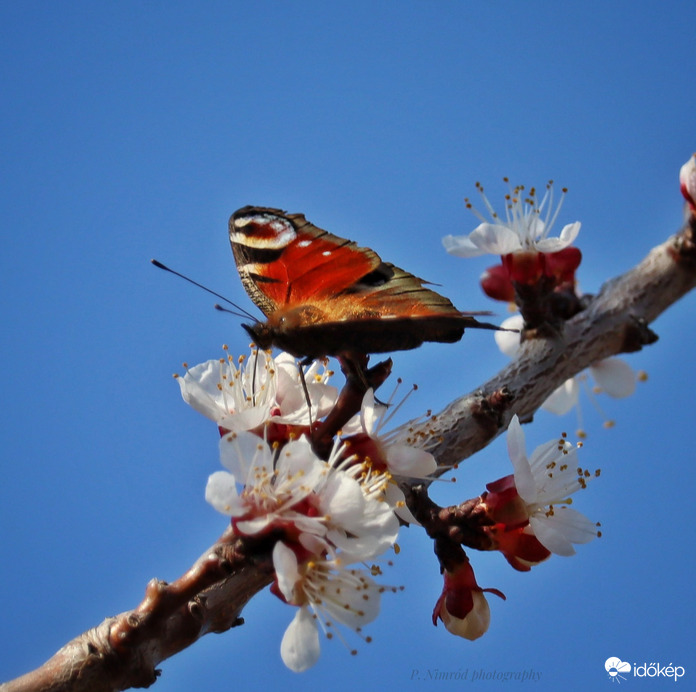 Nappali pávaszem :)