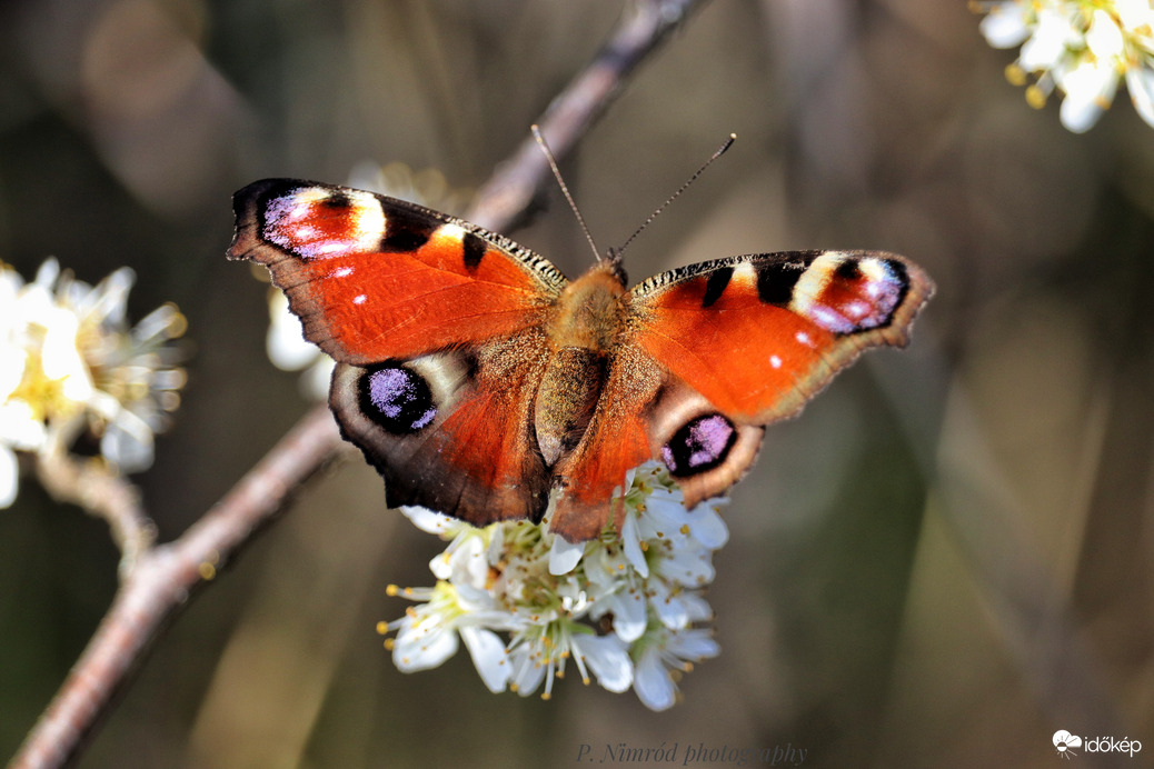 Nappali pávaszem :)