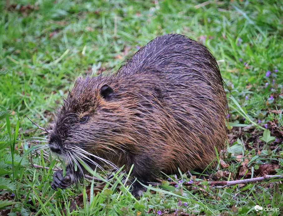 Nutria ☺️