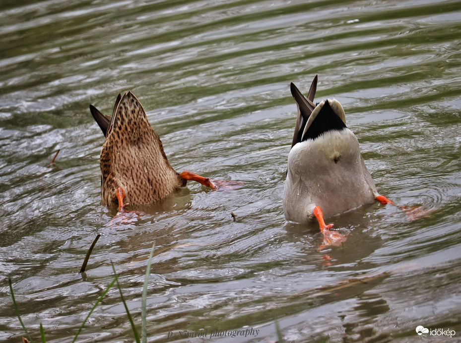 Szinkronban  Nekik ez a véleményük, arról, hogy idén sem lesz valószínűleg fehér karácsony.