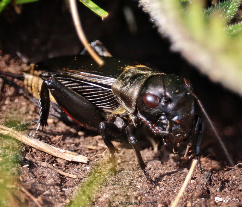 Ritkán látni, inkább hallani lehet ☺️