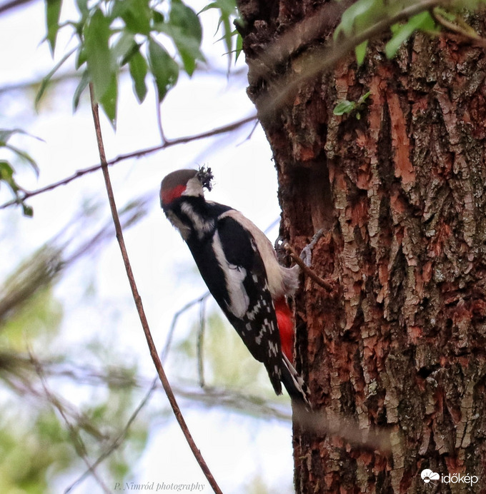 Nagy fakopáncs :) :) a fák doktora :)
