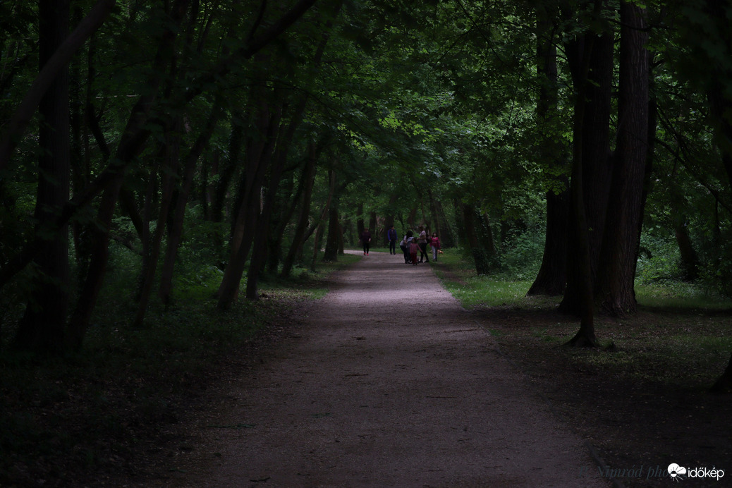 Elég érdekes hangulatot adott az erdei útnak a borús idő ☺️