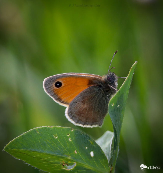 Kis Szénalepke ☺️