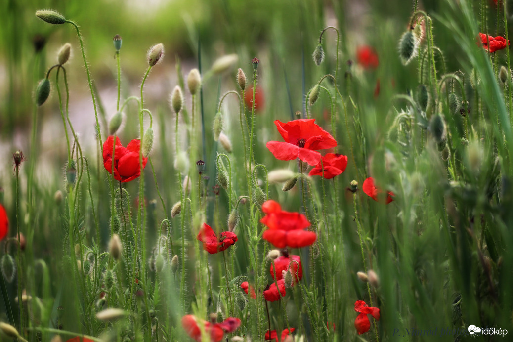 Kezdődik a pipacs szezon ☺️