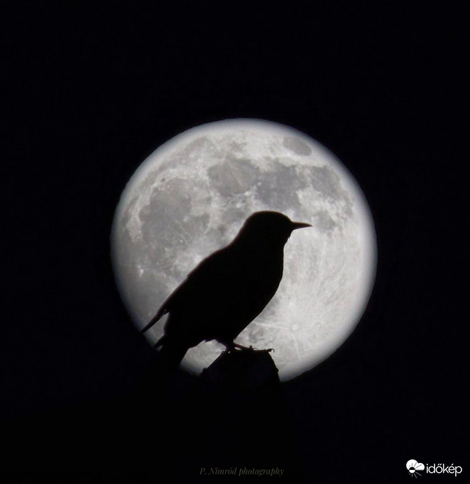 Fekete rigó sziluettje a hold előtt 3.