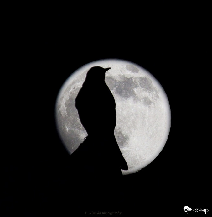 Két expóból összerakva ☺️. Fekete rigó sziluettje a hold előtt ☺️