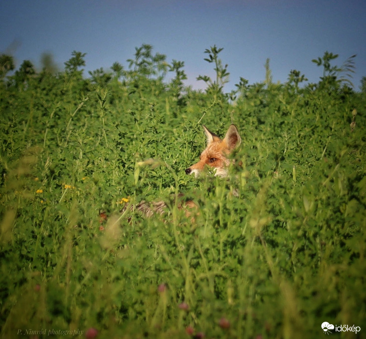 Egészen elképesztő találkozás. Nem is hittem a szememnek ☺️ Vörös róka