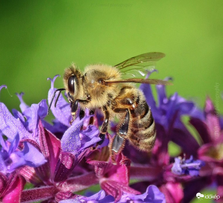 Akik még ilyen hőségben is folyamatosan dolgoznak ♥️