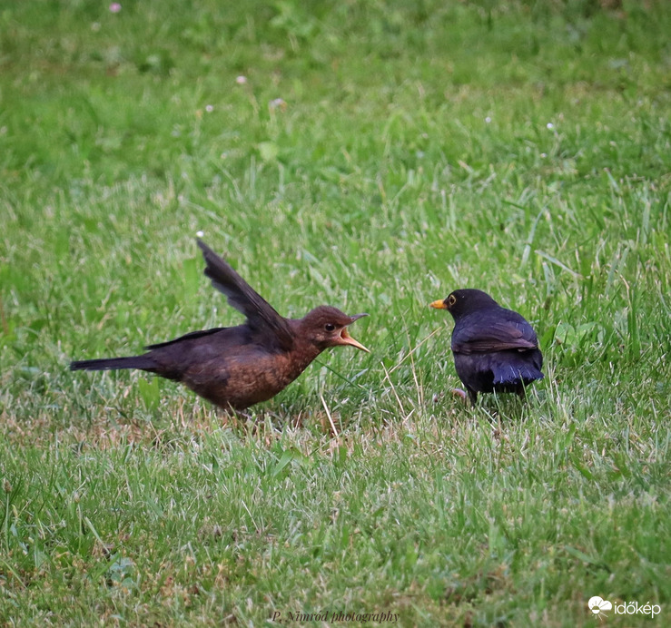 ,,Éhes vagyoook!!!"  :D