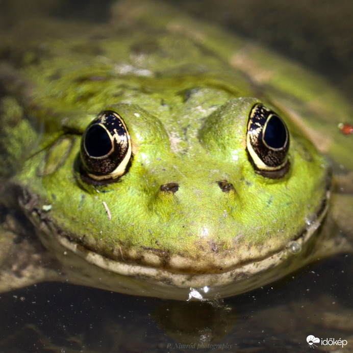 Béka portré ☺️