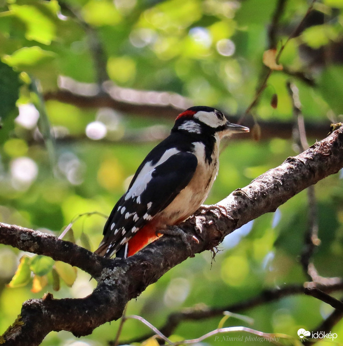Nagy fakopáncs :) :) a fák doktora :)