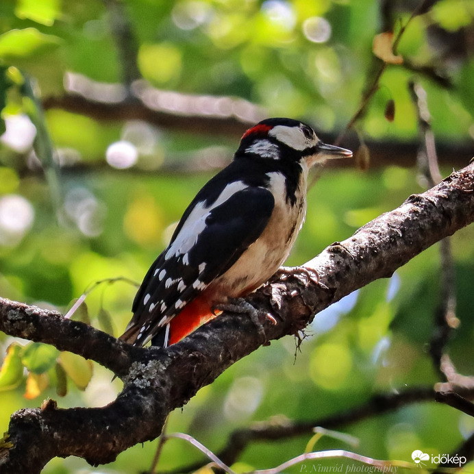 Nagy fakopáncs :) :) a fák doktora :)