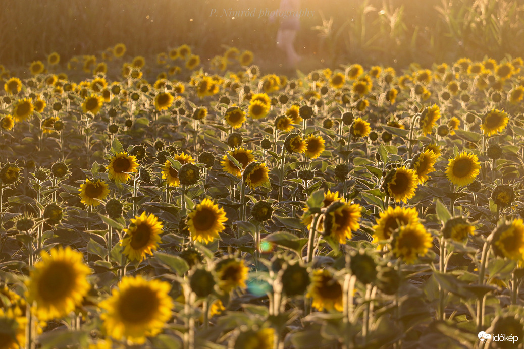 Napraforgó a naplementében :) 4.