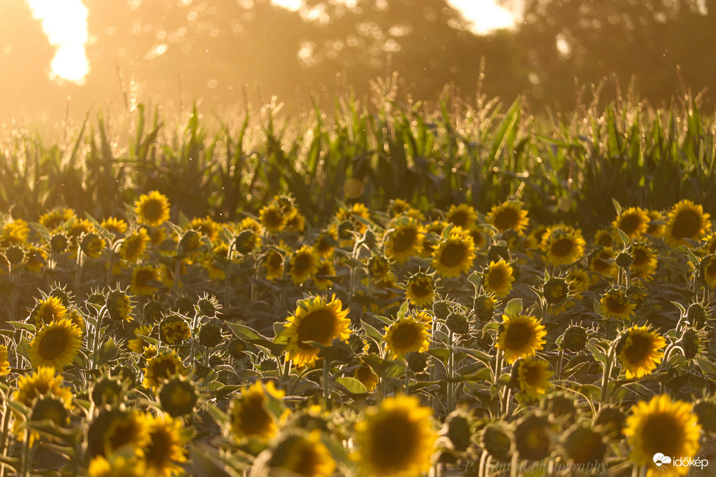Napraforgó a naplementében :) 3.