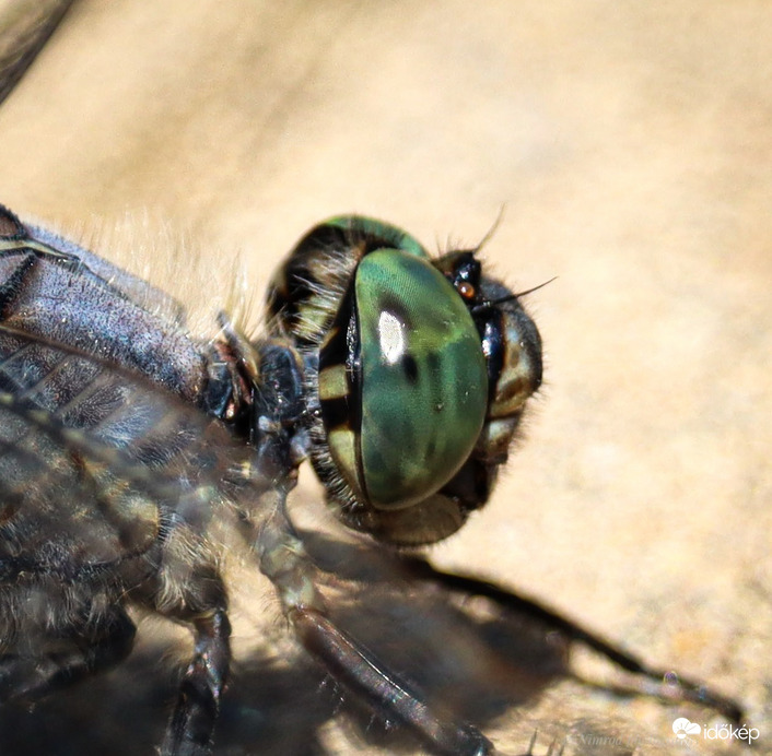 Szitakötő portré ☺️
