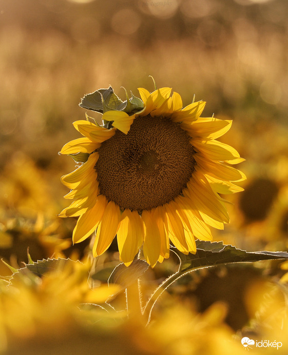 Napraforgó naplementében 